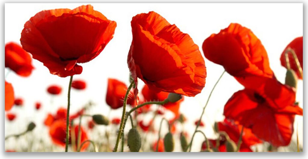 Tulup Leinwand-Bilder 120x60 Wandbild Canvas Kunstdruck Tulpen Pflanzen