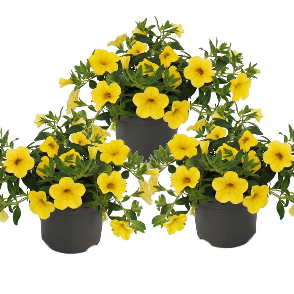 Magic bell - Mini wiszaca petunia - Calibrachoa - Doniczka Zdjęcie produktu 