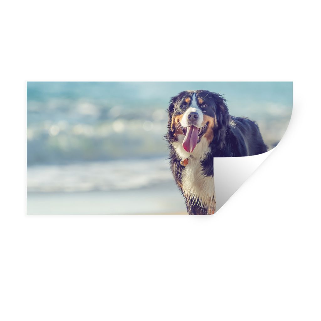 MuchoWow Wandtattoo Wandsticker Wandaufkleber Ein Berner Sennenhund beim Spaziergang am Strand 40x20 cm Selbstklebend und Repositionierbar - Aufk...