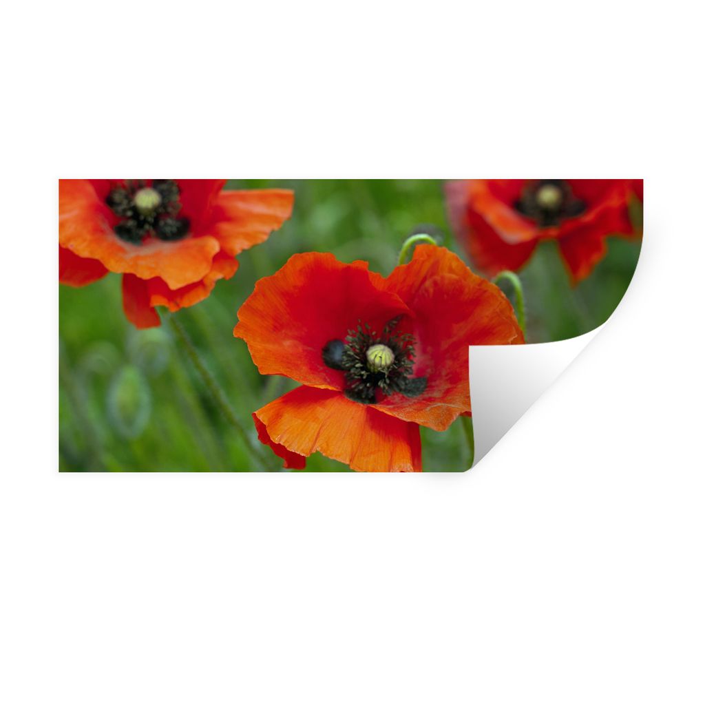 MuchoWow Wandtattoo Wandsticker Wandaufkleber Nahaufnahme von roten Mohnblumen 160x80 cm Selbstklebend und Repositionierbar - Sticker - Dekorfolie