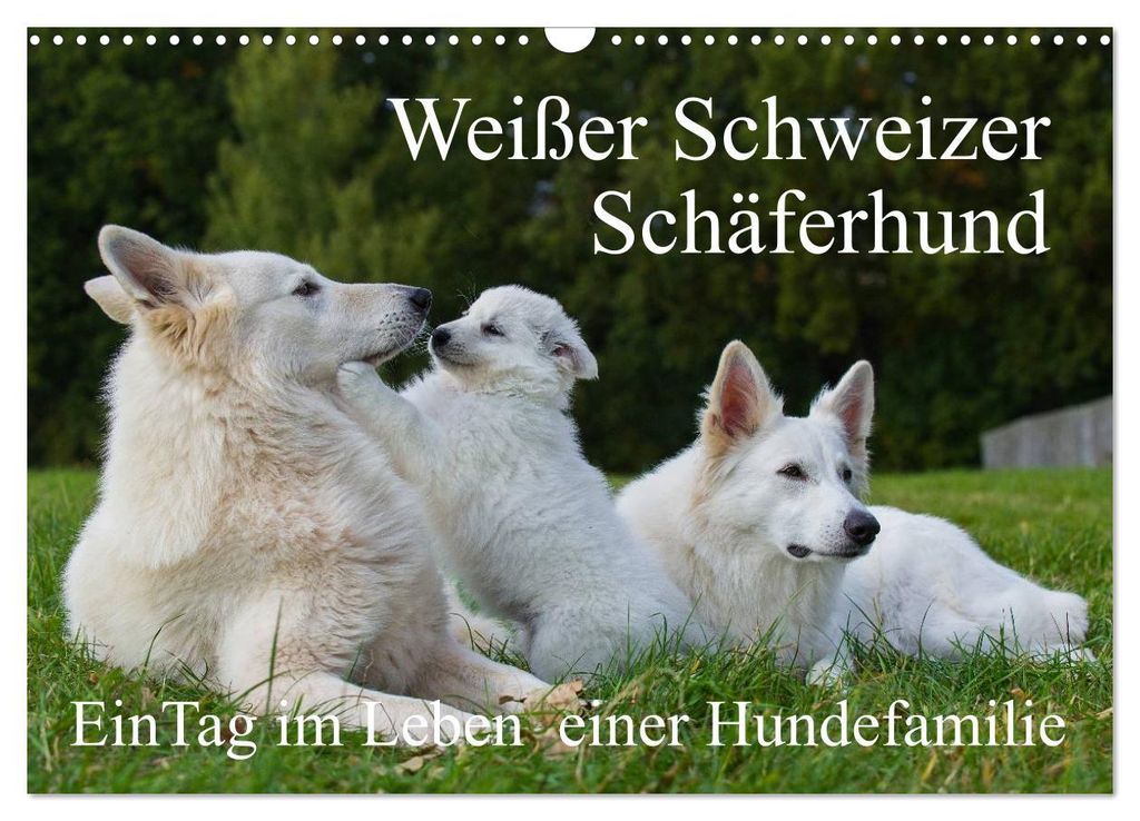 Weißer Schweizer Schäferhund - Ein Tag im Leben einer Hundefamilie (Wandkalender 2027 DIN A3 quer), CALVENDO Monatskalender