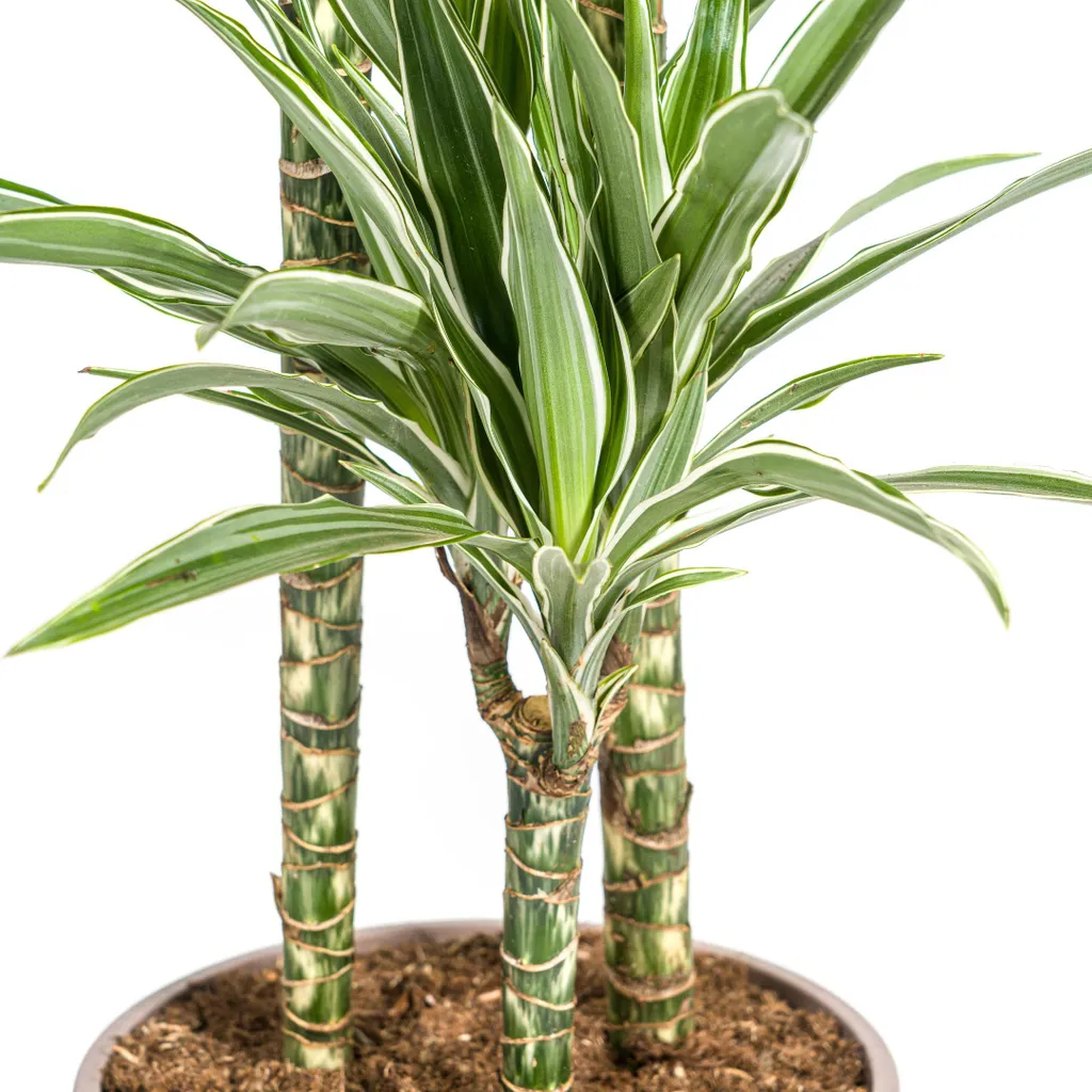Dracaena deremensis White Stripe 130-150cm feuillage panaché chic