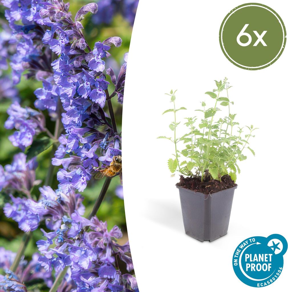 Katzenminze - Nepeta 'Six Hills Giant' - 10-25cm - Ø9cm - 6 Pflanzen – Lila-blühende Staude – Bienen & Schmetterlinge – Sonnig & Pflegel...
