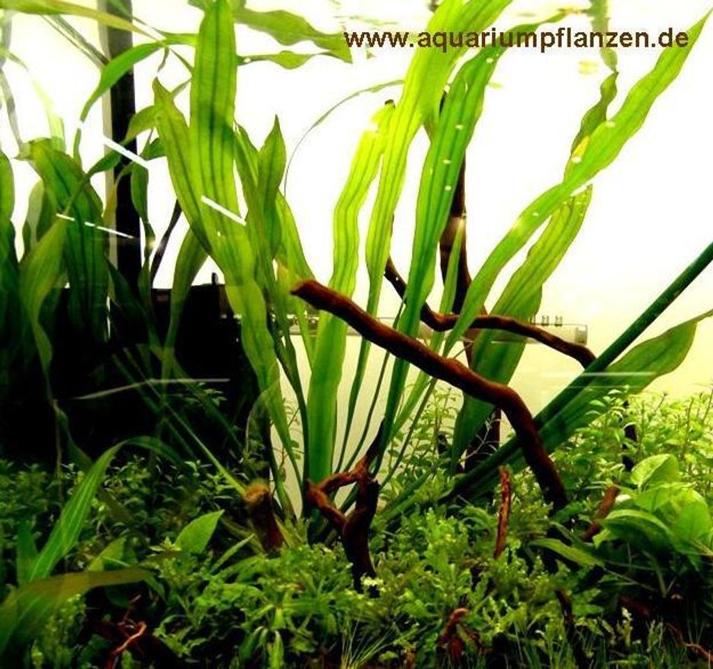 Set für 50 l Aquarium Pflanzen, Kies, Deko (XXVII)