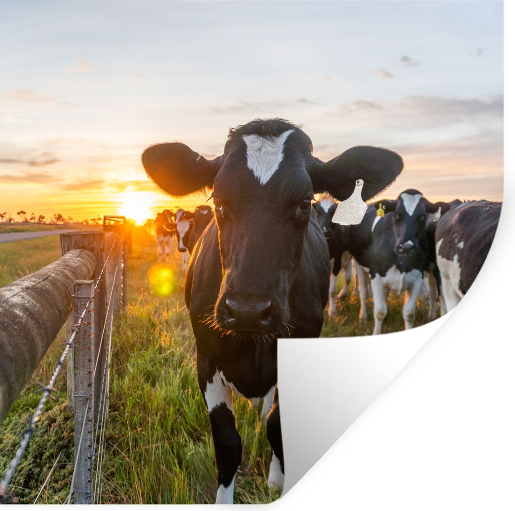 MuchoWow Wandtattoo Wandsticker Wandaufkleber Kühe - Sonne - Zaun 80x80 cm Selbstklebend und Repositionierbar - Wierderverwendbar - Selbstklebend