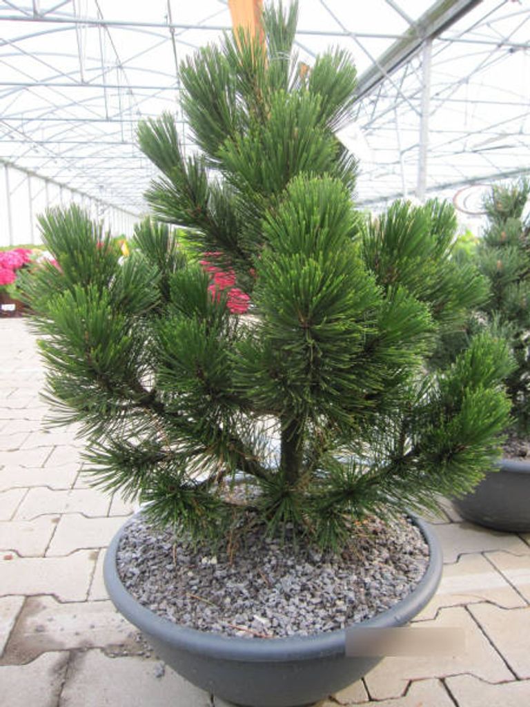 Pinus leucodermis Little Dracula - Schlangenhautkiefer Little Dracula