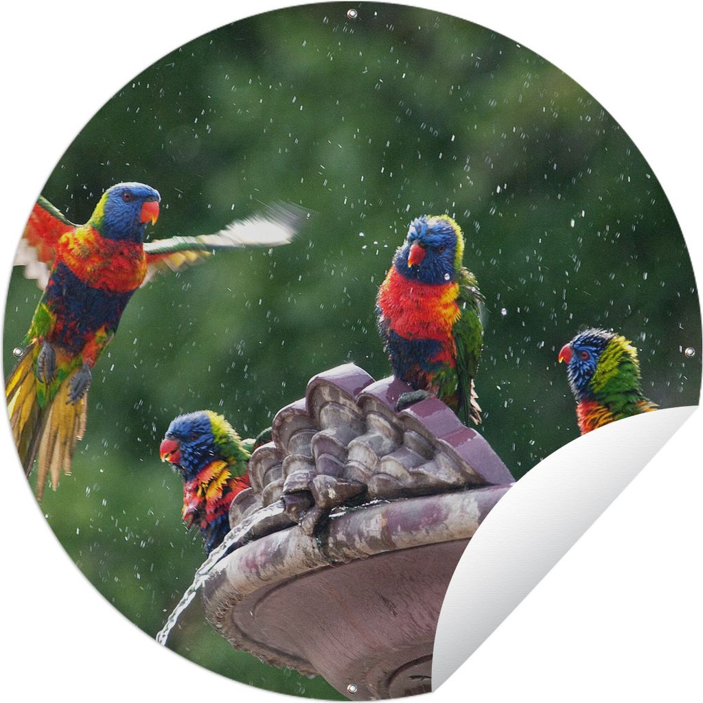 MuchoWow Gartenposter Outdoor-Poster Rund Vogelbad - Papagei - Lori Ø 60 cm Gartendeko Rundes Poster draußen