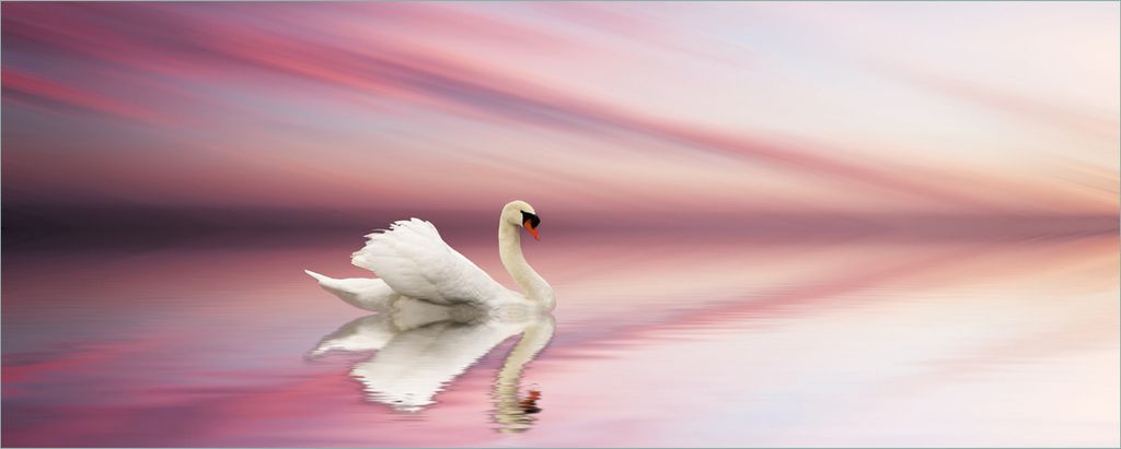 Wallario Poster - Weißer Schwan im rosafarbenen See, Kunstdruck Größe: 80 x 200 cm
