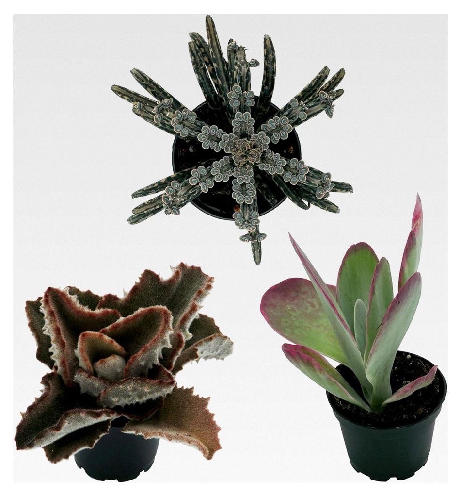 Kalanchoe Mix im 6 cm Topf, Verschiedene kleine Pflanzen, Geschenkset, 3 Stück