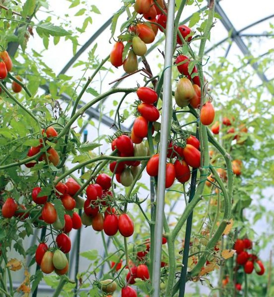 Wildtomate "Small Egg" 20 Samen Produktbild 