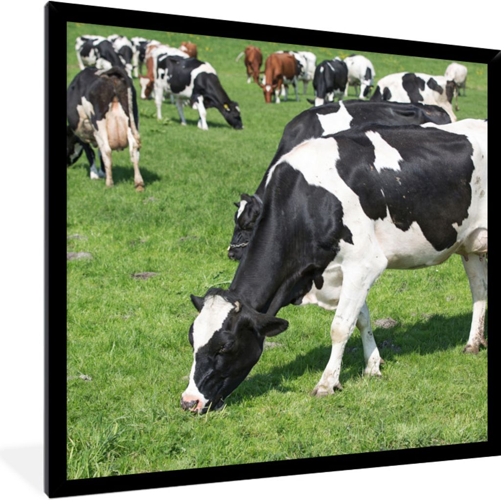MuchoWow Gerahmtes Poster Kühe - Tiere - Gras - Sonne 40x40 cm - Poster mit Schwarzem Bilderrahmen Wandposter Rahmen Foto Bilder - Mit Rahmen - ...