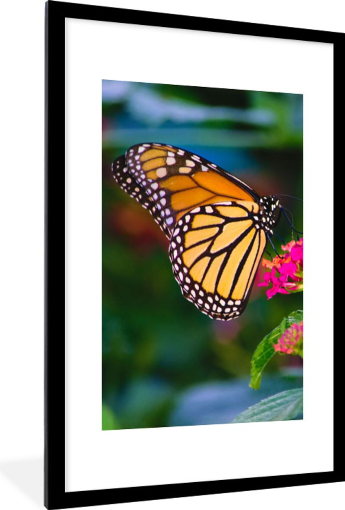 MuchoWow Gerahmtes Poster Schmetterlinge - Blume - Natur 60x90 cm - Poster mit Schwarzem Bilderrahmen Wandposter Rahmen Foto Bilder - Dekoration ...
