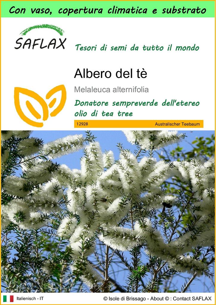 SAFLAX Garden to go - Albero del tè - 400 semi - Melaleuca Immagine del prodotto 
