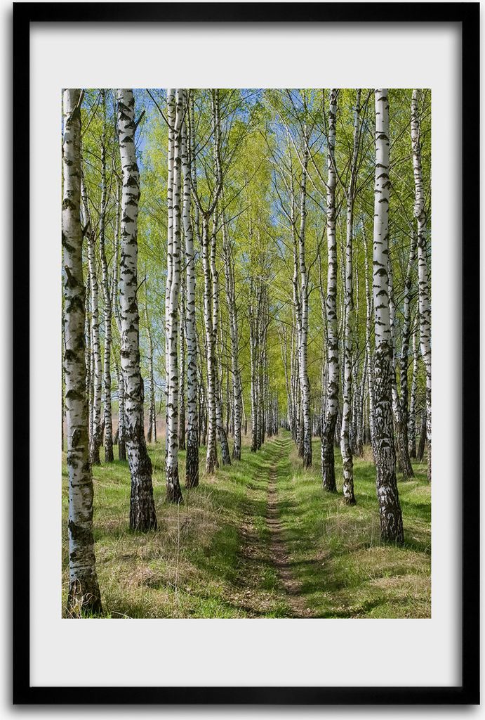 Bild - Bilderrahmen - 40 cm x 60 cm - MDF - Rahmen - Wandkunst - Birkenwald