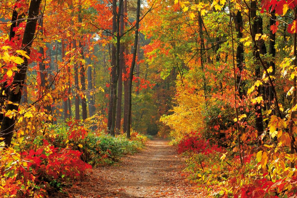 Wälder Kunstdruck Bild - Magische Herbstfarben (80 x 120 cm)