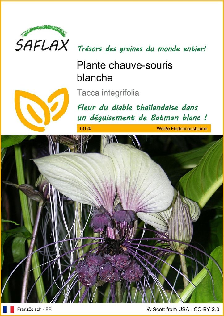 SAFLAX  - Plante chauve-souris blanche - 10 graines - Tacca Image du produit 