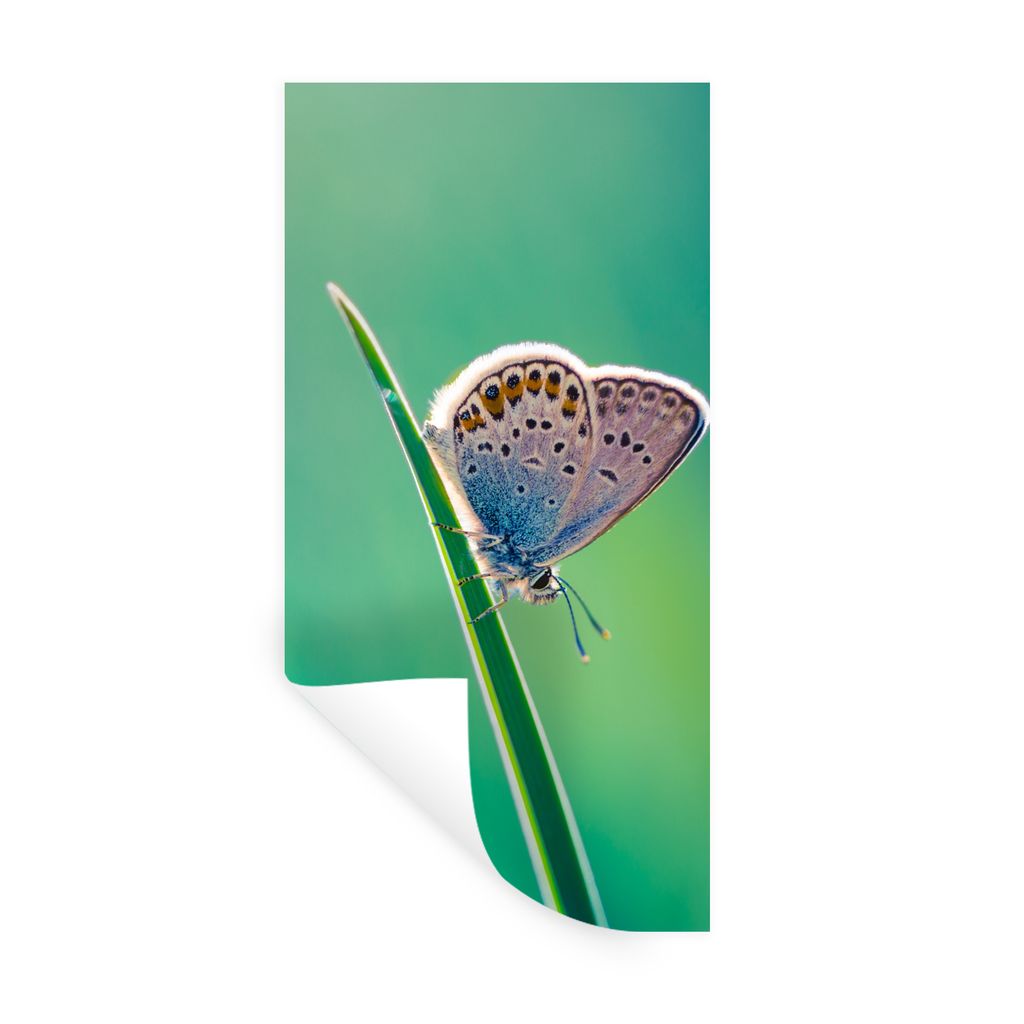 MuchoWow Wandtattoo Wandsticker Wandaufkleber Schmetterling - Gras - Licht 60x120 cm Selbstklebend und Repositionierbar - Selbstklebend - Fototap...