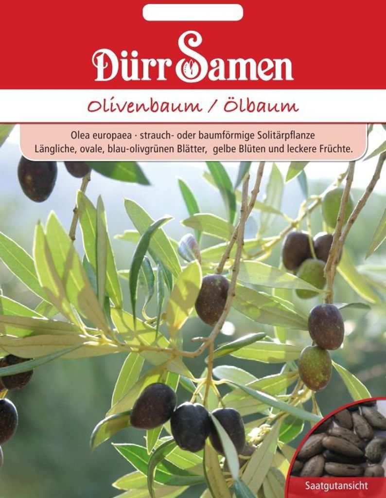 Dürr-Samen - Olivenbaum/Ölbaum - Saatgut - 1134 Produktbild 