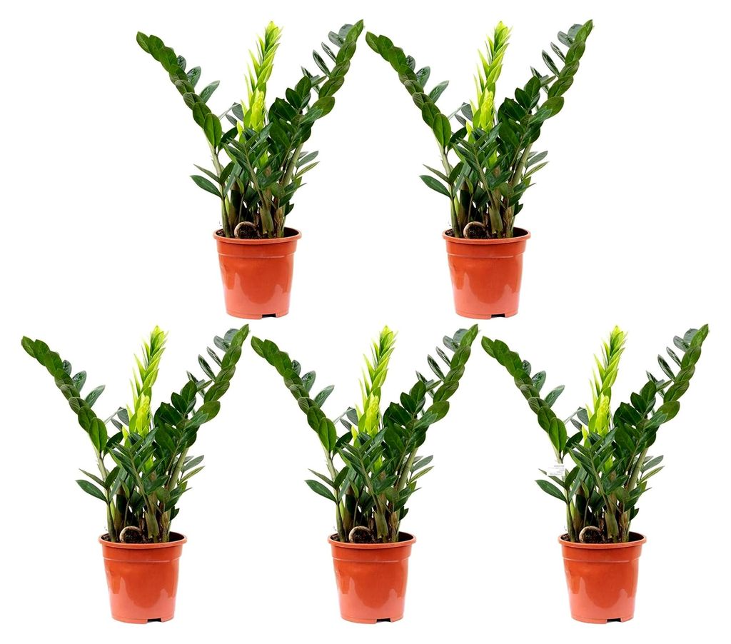 5er-Set Glücksfeder - echte Zimmerpflanze, Zamioculcas zamiifolia 3+ - Höhe ca. 55 cm, Topf-Ø 17 cm