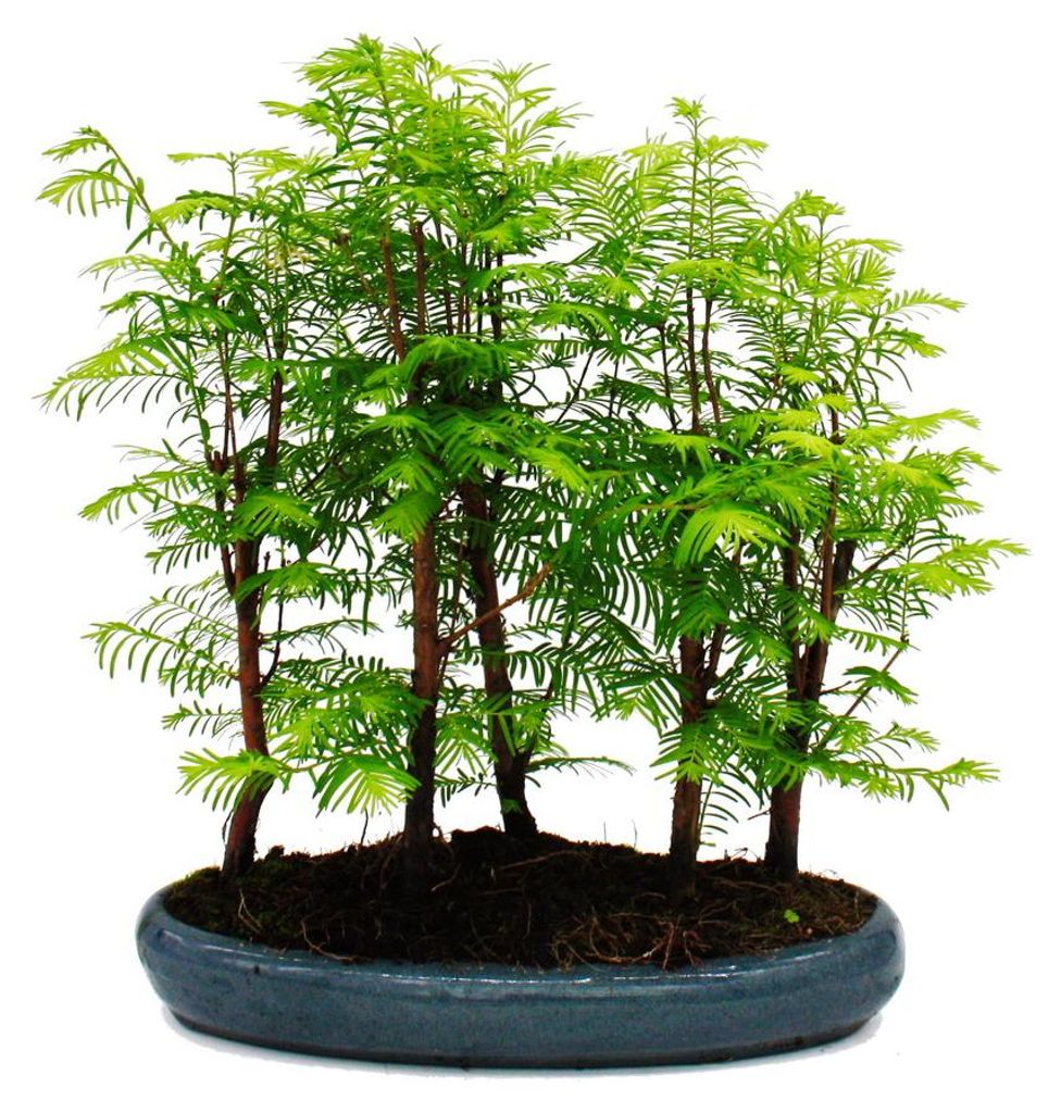 Outdoor-Bonsai Metasequoia glyptostroboides - großer Wald mit 5-7 Pflanzen