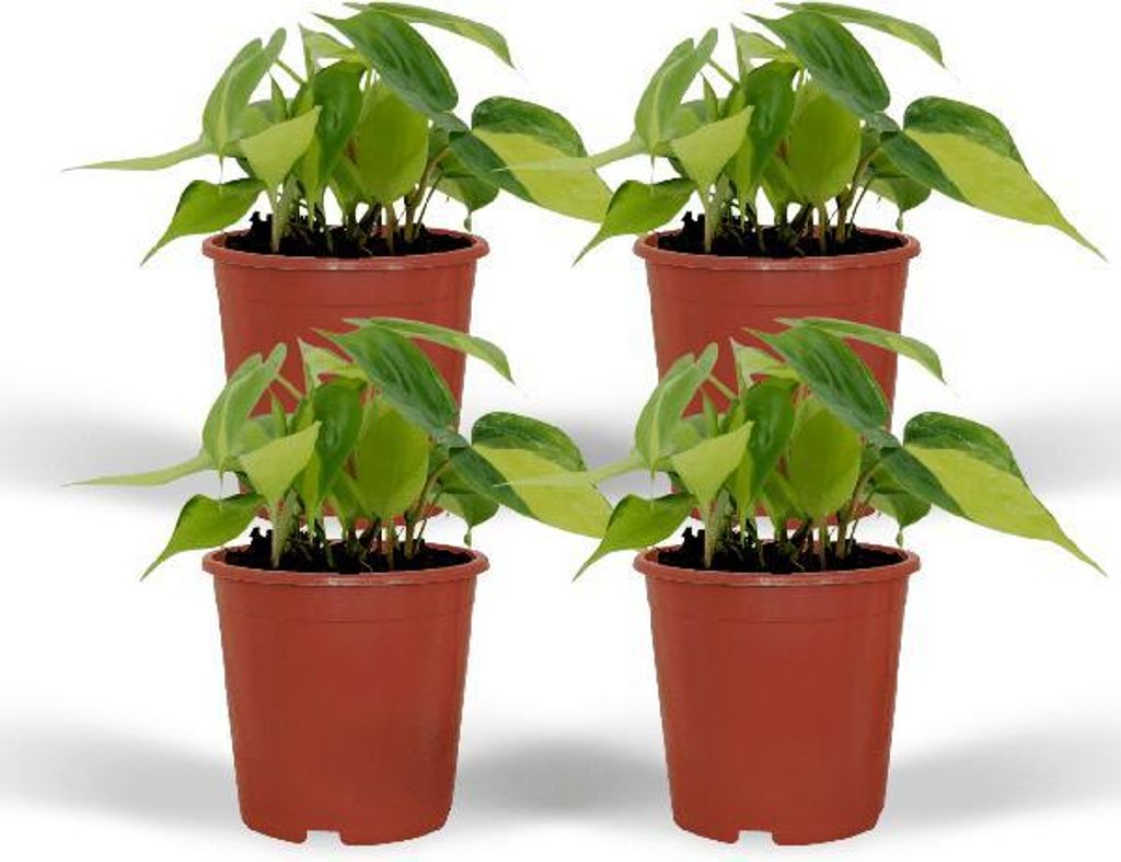 Philodendron Brasil Baumfreund 4 Pflanzen Ø12cm – Zimmerpflanzen Pflegeleicht