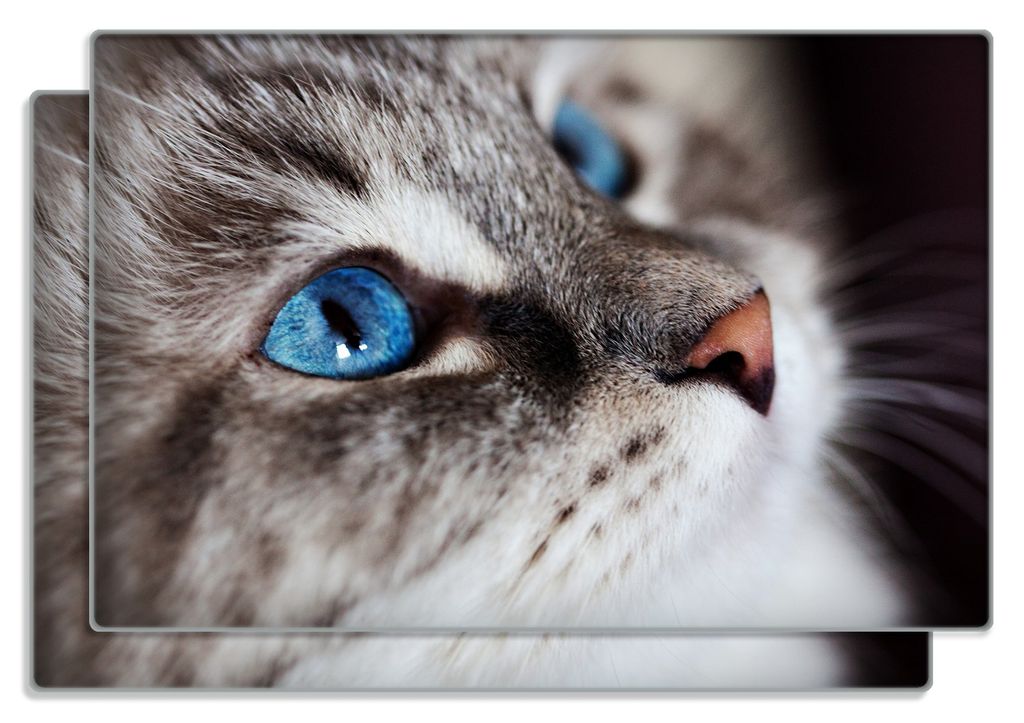 Wallario Frühstücksbrettchen 2er Set aus Glas, je 20 x 30 cm, mit rutschfesten Füßen, Motiv Katze mit strahlend blauen Augen