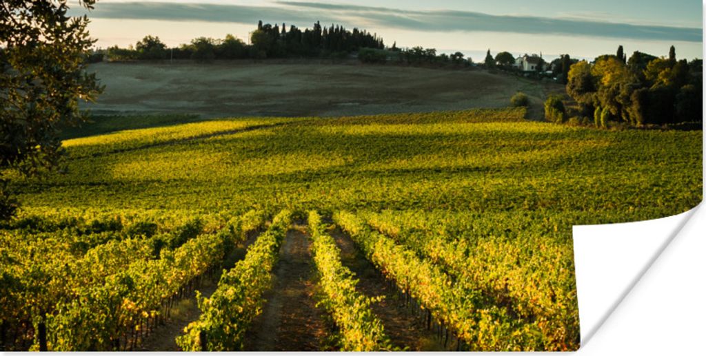 MuchoWow Poster Toskana - Landschaft - Wein 40x20 cm - Poster für die Wand - Poster Schlafzimmer