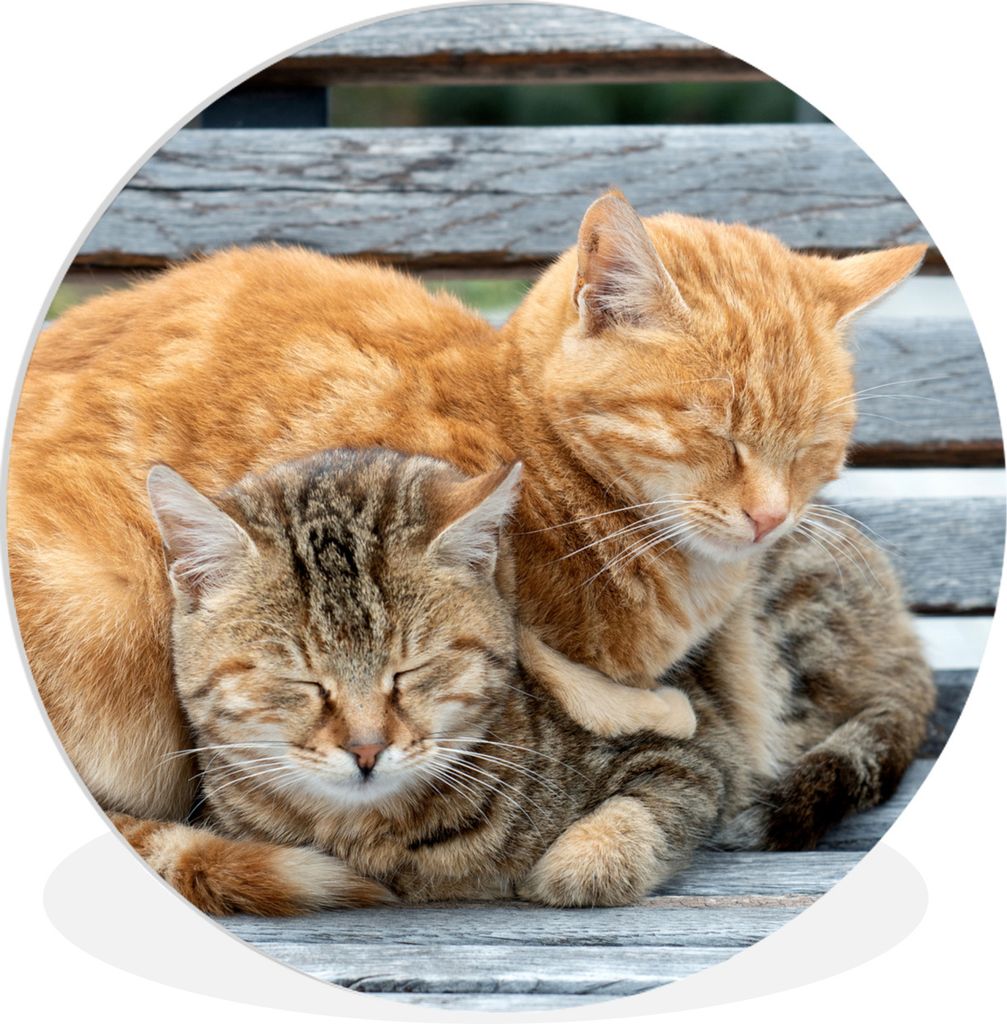 MuchoWow Rundes Wandbild - Runde Bilder Katze - Schlaf - Sofa Ø 30 cm Kreis Wanddekoration Kunststoff - Wandkreis - Wandschmuck - Schlafzimmer -...