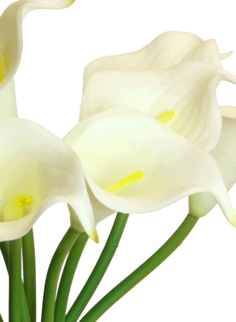 Sichtschutzfolie Blume Callas
