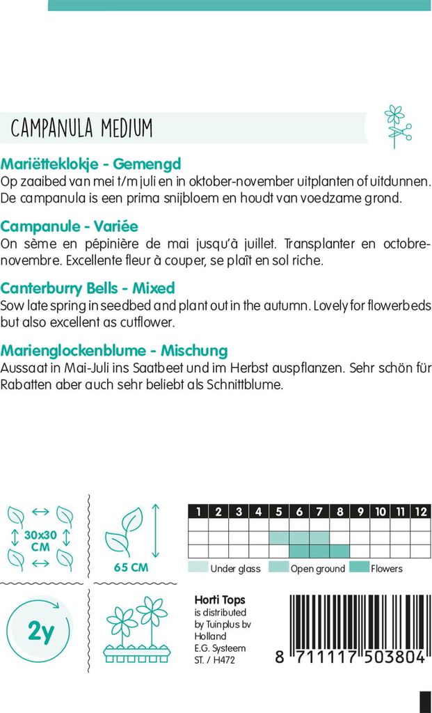 Marienglockenblume Cup and Saucer Mischung | Blumensamen von Hortitops