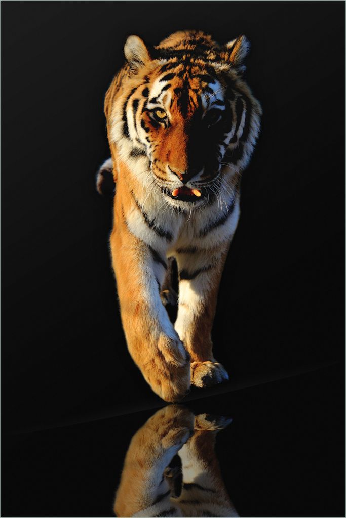 Wallario selbstklebendes Poster - Laufender Tiger, Größe: 61 x 91,50 cm