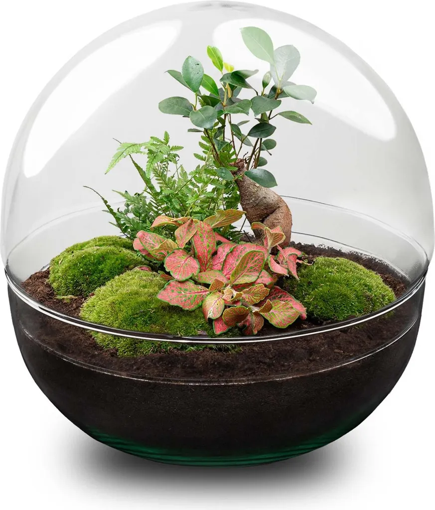 Kit terrarium DIY avec Ficus Bonsai et Fittonia - Dôme XL Ø30cm