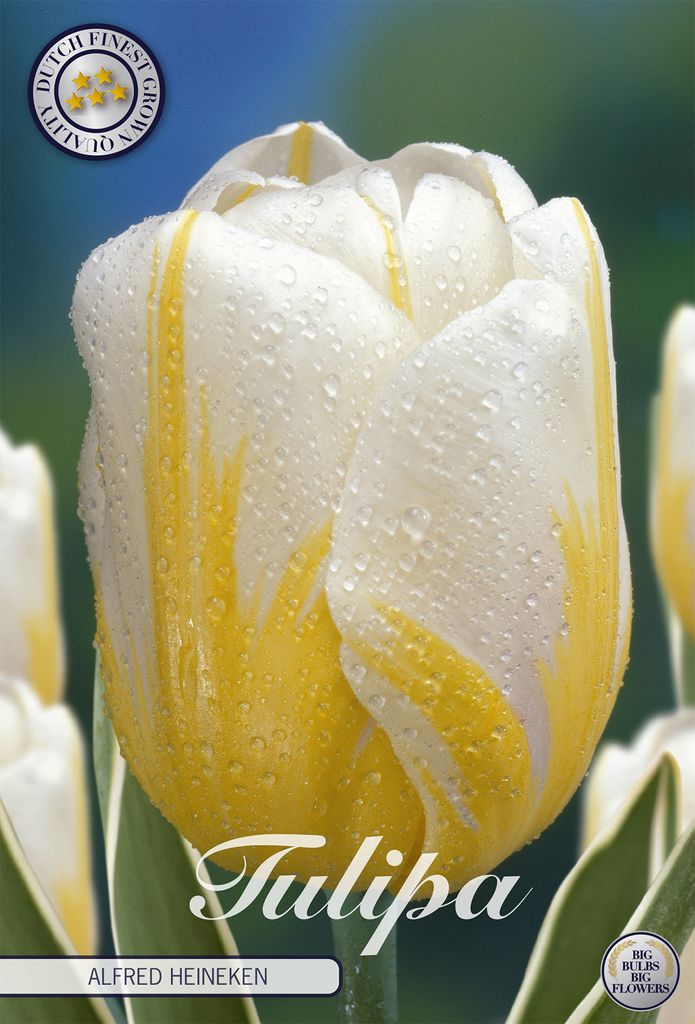 Darwin Hybrid - Alfred Heineken - Tulipa