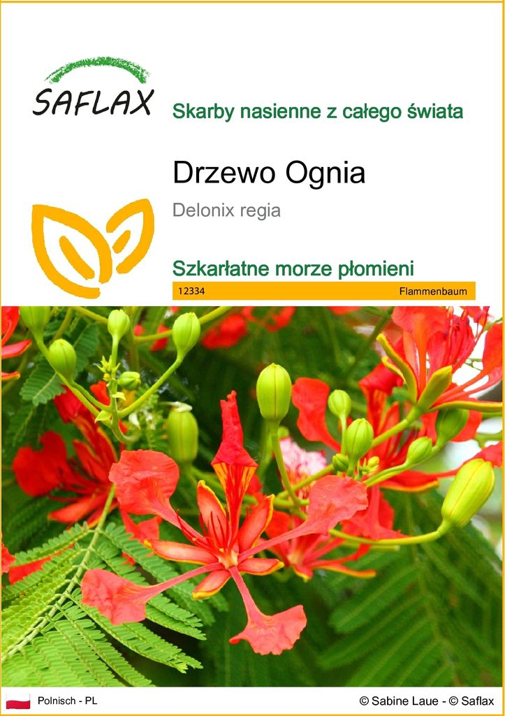 SAFLAX - Drzewo Ognia - 6 Nasiona - Delonix regia Zdjęcie produktu 