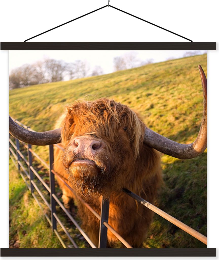 MuchoWow Textilposter Scottish Hochlandrind - Zaun - Gras 40x40 cm mit schwarzem Rahmen - Fotos