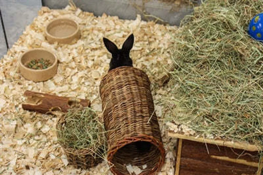 Happy Pet Tunnel di Salice Naturale per Roditori - Gioco da Rosicchiare - 5