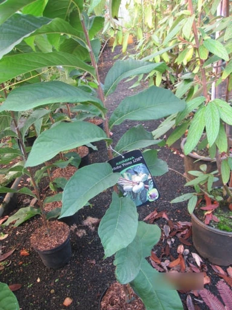 Asimina triloba Prima 1216 - Paw Paw - Indianerbanane - Produktbild 