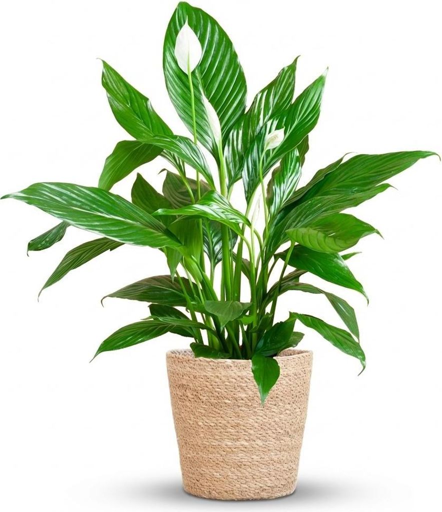Green boutiQ - Zimmerpflanze - Einblatt - Spathiphyllum - Weiß - Pflegeleicht - 1 Pflanze - mit Korb - Topf 21cm - Höhe 70 - 80cm