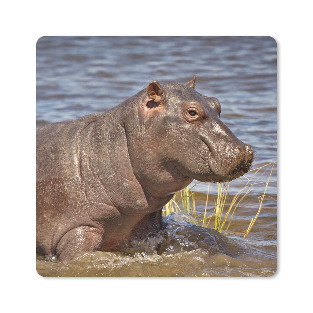 MuchoWow Mauspad Mousepad Nilpferd - Wasser - Kalb 30x30 cm - Mousepads - Maus Mat - Pad - Mausunterlage - Gaming