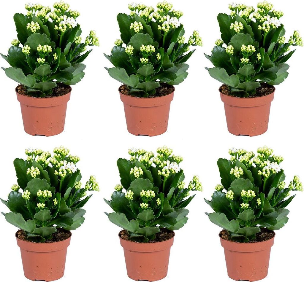 Kalanchoe | Weiß pro 6 Stück - Outdoor und Zimmerpflanzen Produktbild 