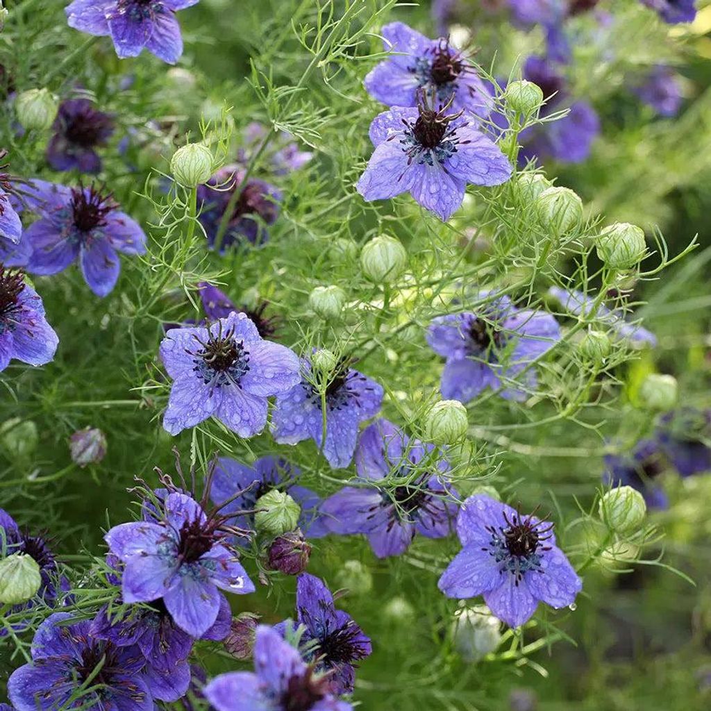 Nigella papillosa Midnight Samen – Jungfer im Grünen Blau Violett – 100 Korn – Filigrane Schnittblume – Cool Flower – Trockenblume & Som...