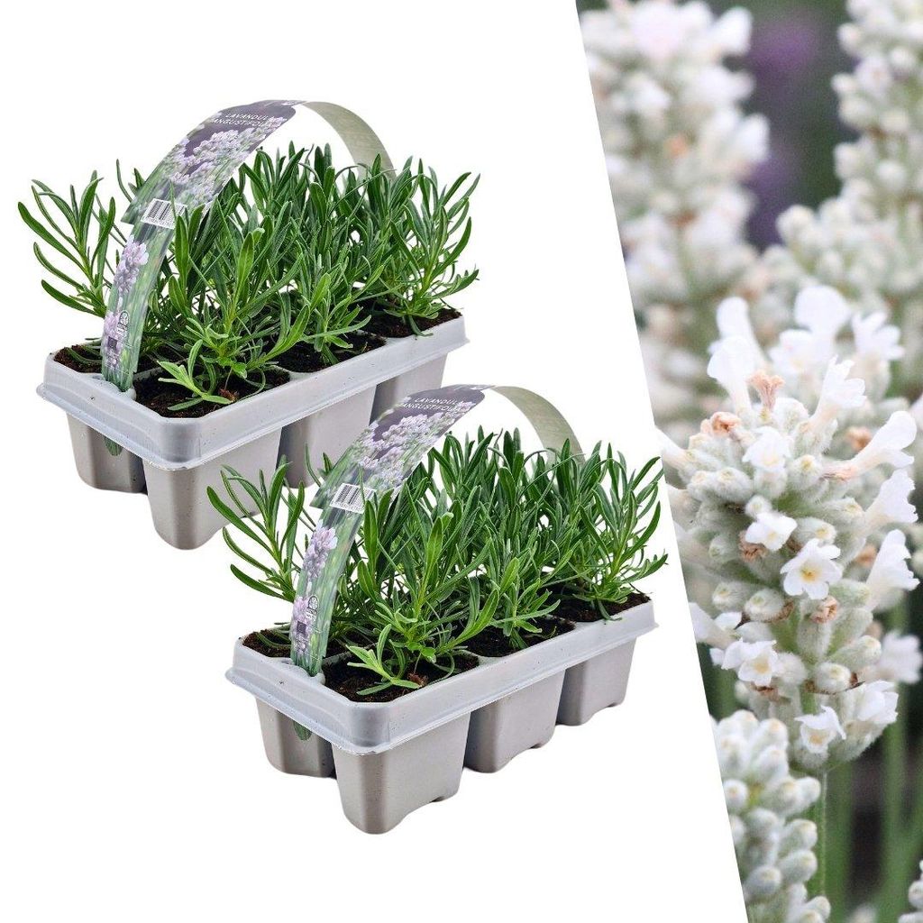 Plants by Frank | 12 Plantes de lavande vraie blanche | Image du produit 