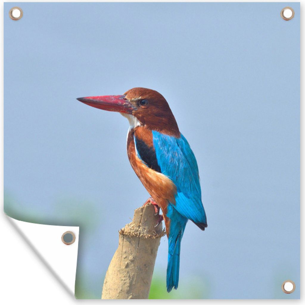 MuchoWow 80x60 cm Outdoor-Poster Gartendeko Sichtschutz Garten Poster für den Garten Smyrna-Eisvogel in seiner unverwechselbaren Pose