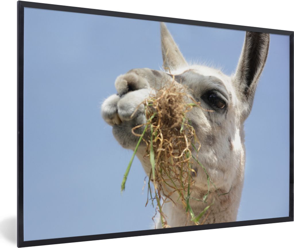 MuchoWow MuchoWow Gerahmtes Poster Alpaka - Tier - Lebensmittel 90x60 cm - Poster mit zchwarzem Bilderrahmen - Fotorahmen - Foto-Plakat