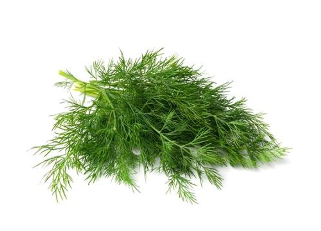 2000 Samen Dill Anethum graveolens mehrjährig Garten Küchen Kräuter Gewürz Bienenweide