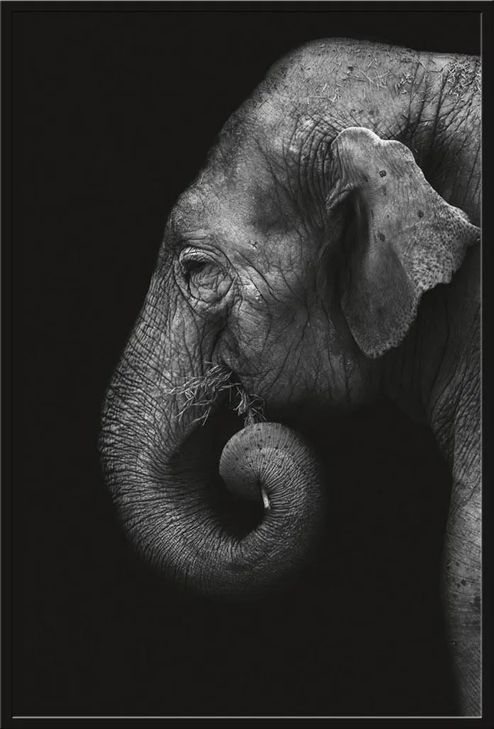 Affiche Faune sauvage Éléphant et Cadre Shinsuke Maxi Noir 61x91,5 cm