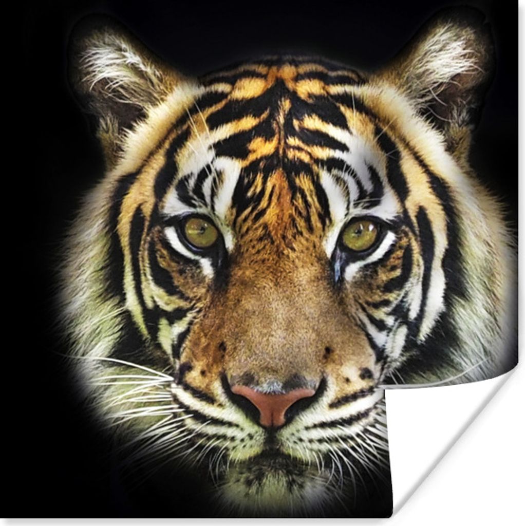 MuchoWow Poster Tiger - Tierkopf - Schwarz 100x100 cm - Babyzimmer