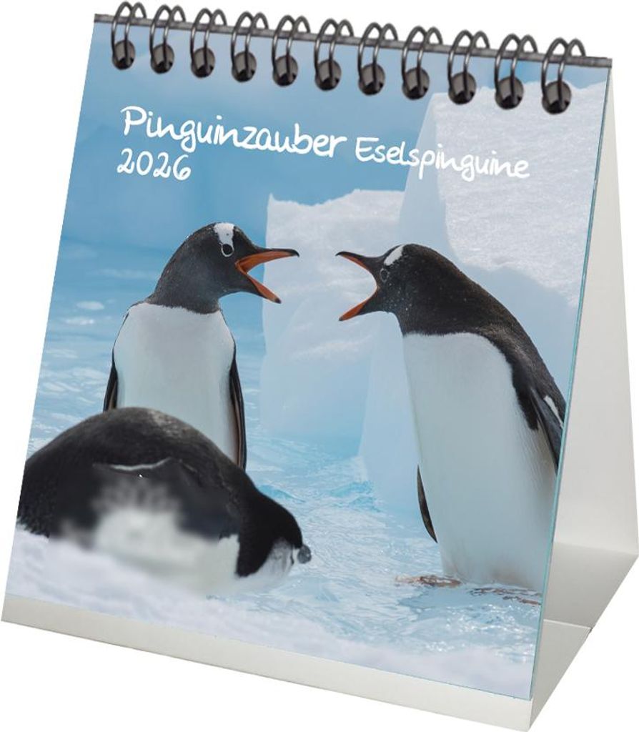 Pinguinzauber Eselspinguine Tischkalender 10cm x 10cm für 2026 Pinguin - Seelenzauber