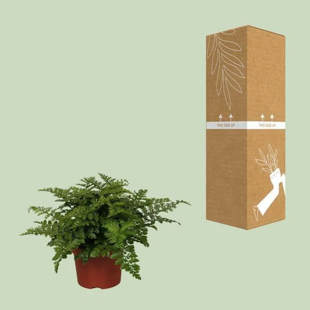 Fougère nid d'oiseau facile d'entretien - Asplenium parvati Ø 12 cm décorative - 3