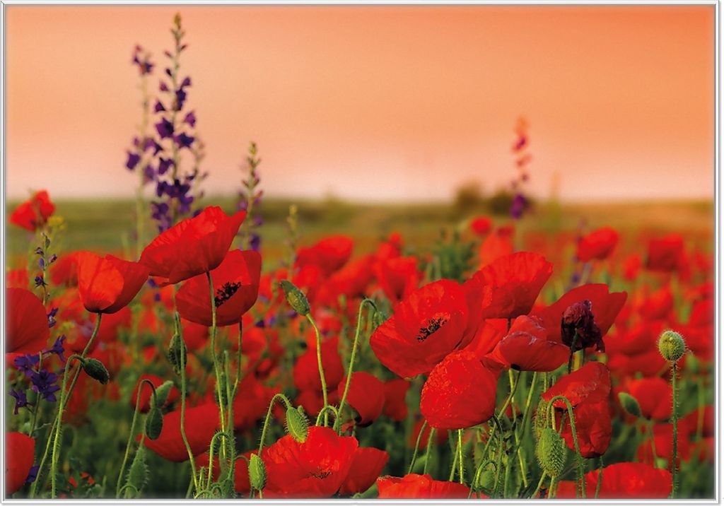 Wallario Wandbild Mohnblumen auf dem Feld, Größe: 70,30 x 100,30 cm, Poster mit weißem Kunststoffrahmen